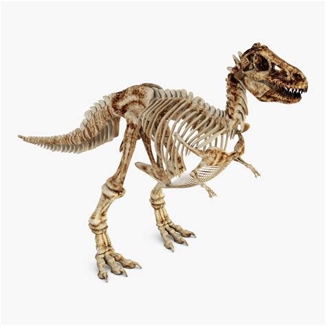 full size dinosaur skeleton models.